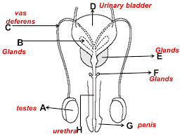The below diagram represents the sectional view of the female reproductive organs of a mammal. Topic Reproduction Aim Describe The Structures That Make Up The Female Reproductive System Do Now Label The Frontal View Diagram Of The Male Reproductive Ppt Download