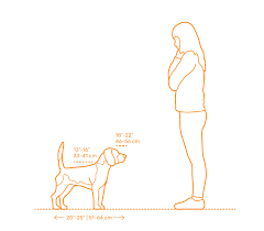 Beagle Dimensions Drawings Dimensions Com