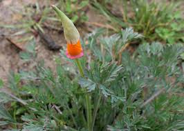 Image result for Eschscholzia californica