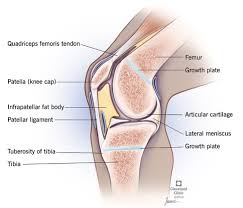 Get to know basic knee anatomy. Adolescent Sports Injuries Of The Knee