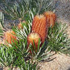 Image result for Barleria spinulosa