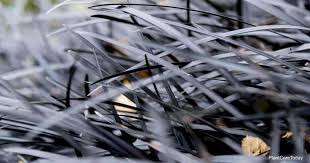 Ophiopogon planiscapus, black mondo grass, is a species of flowering plant in the family asparagaceae. Black Mondo Grass Care Tips Growing Ophiopogon Planiscapus