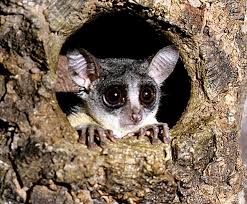 Lesser Bush Babies Is Possibly One Of The Most Widespread Of The Tiny Primate Species Cute Baby Animals Interesting Animals Baby Animals