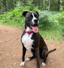 Jun 30, 2021 · brown brindle. Pitbull Colors 23 Coat Color Variations Explained With Pictures