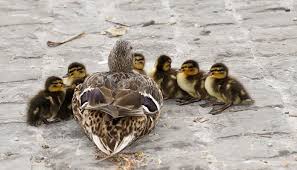 Enten Nicht Futtern Darum Ist Brot Verboten Careelite