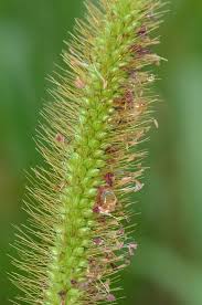 Image result for Setaria grandis