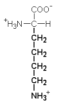 Zu den bekanntesten zählt histamin. Vernetztes Studium Chemie Chemie Fur Mediziner Proteinogene Aminosauren