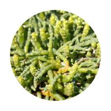 Image result for Sarcocornia