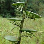 Image result for Solenangis