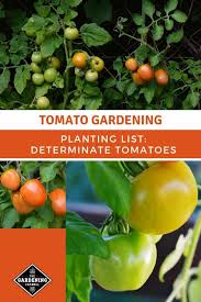 Even if you grow it in a pot or a growing bag, you will have many tasty and juicy fruits (average 100 tomatoes each plant). List Of Determinate Tomatoes From A To Z Gardening Channel