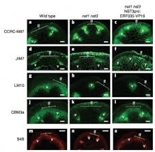 We did not find results for: Plantae Complete Substitution Of A Secondary Cell Wall With Primary Cell Wall In Arabidopsis Nature Plants Plantae