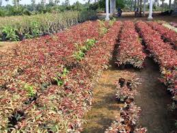 Image result for Excoecaria