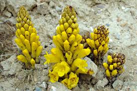 Image result for Cistanche tinctoria