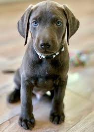 Silver pups due we specialize in breeding top quality, charcoal and silver akc labrador puppies: About Lake Oswego Labs