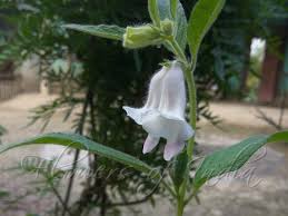 Image result for Sesamum