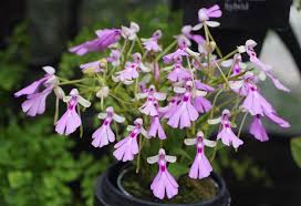 Image result for Cynorkis