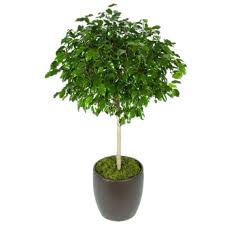 Image result for Ficus benjamina