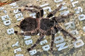The magic of the internet. Venomous Tarantulas The Size Of Dinner Plates On Loose In Uk After Escaping From Containers