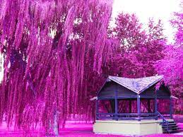 See more ideas about weeping willow, weeping willow tree, weeping. Pink Landscaping Weeping Willow Tree 800x600 Wallpaper Teahub Io