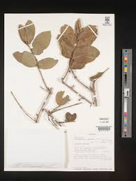 Image result for Crossopteryx