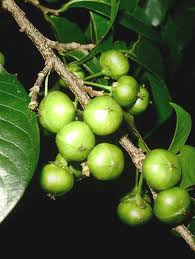 Image result for Margaritaria