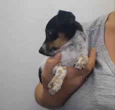 Full of action and cuteness for the full 13. Rat Terrier Small Puppies For Sale In Westchester New York