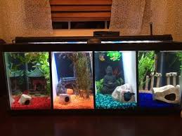 Four Section Betta Tank Betta Fish Tank Fish Tank Decorations Cool Fish Tanks