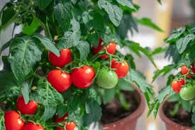 Cherry tomatoes range in size from a thumbtip up to the size of a golf ball. Common Mistakes Growing Tomatoes In Containers