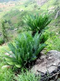 Image result for Encephalartos munchii