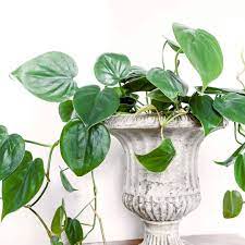 If the plant is in high light or the temperature is warmer, it ought to be sprinkled regularly, but in low light or cooler temperatures, sprinkling should take place less usually. How Often Should You Water A Philodendron Indoor Plants World