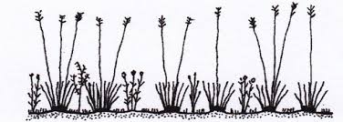 Image result for Diplacrum africanum