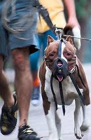 Located in fort white, florida. Breed Specific Legislation Wikipedia