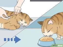 Follow any feeding instructions from your veterinarian closely. How To Feed A Diabetic Cat 13 Steps With Pictures Wikihow