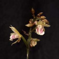 Image result for Oeceoclades saundersiana