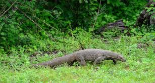 Varan becomes attracted by the light, and climbs a nearby mountain in order to get a closer look. Varan Ist Tierwelt Tiere Land Sri Lanka Lizenzfreie Fotos Bilder Und Stock Fotografie Image 17581515