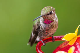 How often should i change the sugar water in my hummingbird feeder? How To Make Hummingbird Nectar Using Two Ingredients Bird Watching Hq