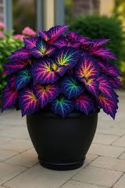 Image result for Coleus