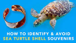 This design features a graphic of a hawksbill sea turtle shell pattern. How To Identify Avoid Sea Turtle Shell Souvenirs Youtube