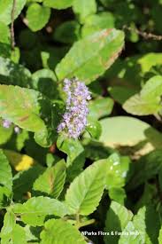 Image result for Platostoma strictum