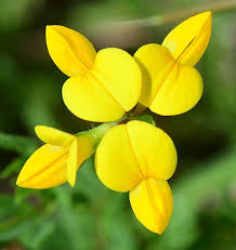 Image result for Lotus corniculatus