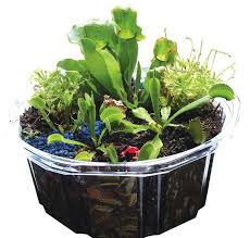 Carni Plants Terrariums Kits Carnivorous Plants Insect Eating Plants