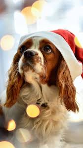 Fonds D Ecran Chien Noel Chapeau 750x1334 Iphone 8 7 6 6s Image Animaux chien chat cheval oiseau papillon insecte animal aquatique autres animaux nature fleur rose arbre champignon objet voiture moto sport fête artistique carte de noel > ma fractale de fin d'année. chapeau 750x1334 iphone