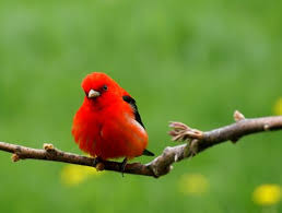 Black Bird With Red Spots On Neck Backyard Wildlife Color Of The Week Red Birds Red Birds Beautiful Birds
