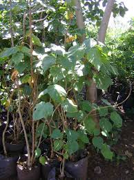 Image result for Croton macrostachyus