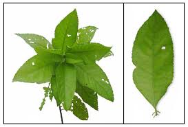 Image result for Blumea