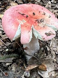 Image result for Russula polyphylla