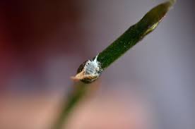 Image result for puklice na pokojových rostlinách obrázek