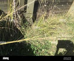 Image result for Sporobolus pyramidalis