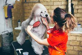 * hours vip all breed dog salon indicated for the examination and may not coincide with the real! 10 Best Dog Groomers In San Francisco For Your Dog