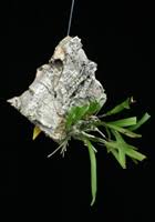 Image result for Polystachya epiphytica